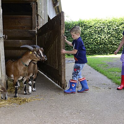 Kinder begrüßen Ziegen an der offenen Stalltüre