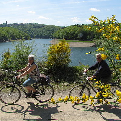 Zwei Radfahrer fahren bei Ginsterblüte entlang des Rursees