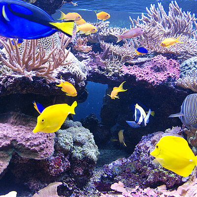 blaue und gelbe Fische in einem Meerwasseraquarium