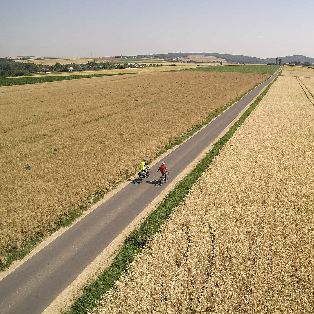Radfahrer fahren auf einem langgezogenen Radweg inmitten eines Kornfeldes.