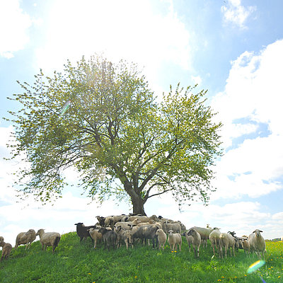 Schafherde beim Weiden auf einem Hügel in Blankenheim